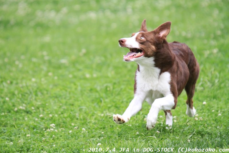 JFA　札幌DOG-STOCK大会<お友達編＞_b0124595_22254365.jpg