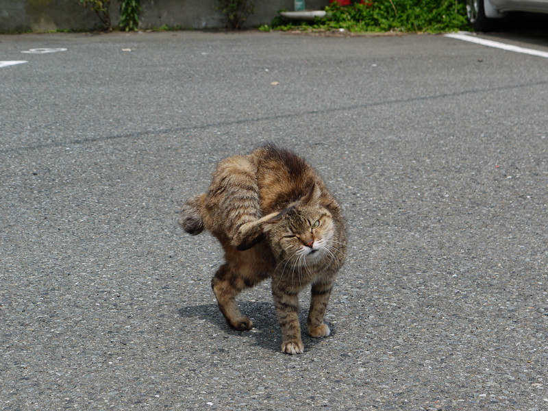 八坂神社天王祭の日の猫など 2010/07/11 _a0114003_12343943.jpg