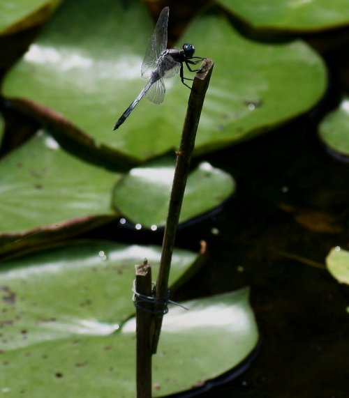 水生植物園-1_e0125220_3143966.jpg