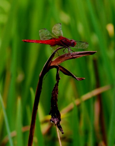 水生植物園-1_e0125220_355088.jpg