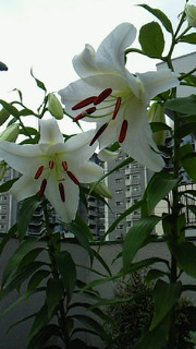 b0170623_035095.jpg