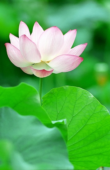 Lotus Flower_d0001533_2074964.jpg