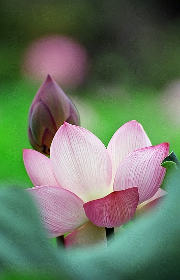 Lotus Flower_d0001533_2091137.jpg