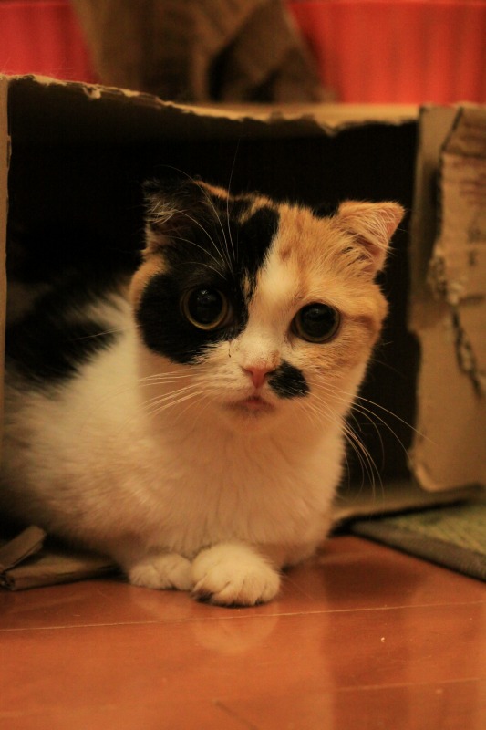 千葉県柏市 猫の手 新 間違いだらけの猫カフェ選び 千葉県柏市 猫の手 新 間違いだらけの猫カフェ選び