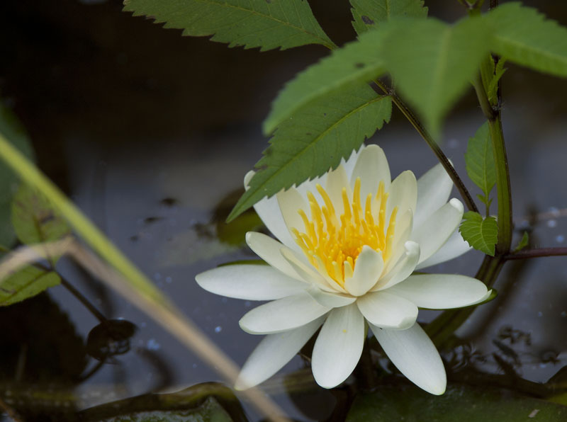 蓮池のそばの睡蓮（７月１０日プチオフより）_c0014538_14522566.jpg