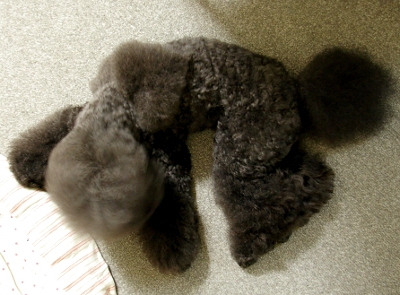 d0026745_114276.jpg