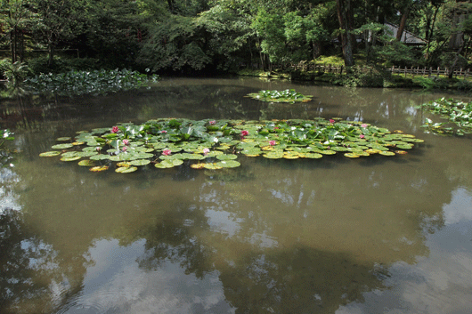 睡蓮_c0093046_20502252.gif