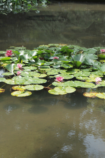 睡蓮_c0093046_20503969.gif