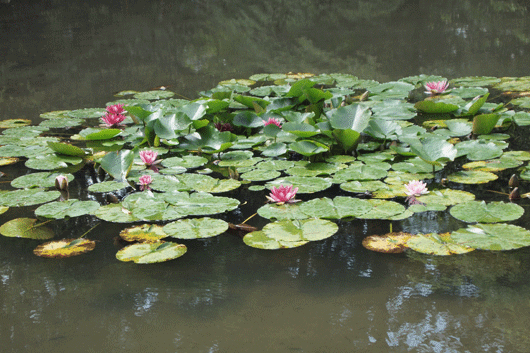 睡蓮_c0093046_2050535.gif