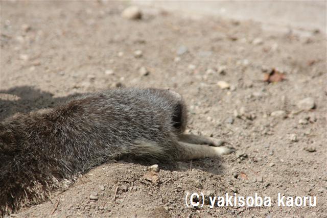 ミーアキャット（羽村市動物公園）_f0097047_15563.jpg