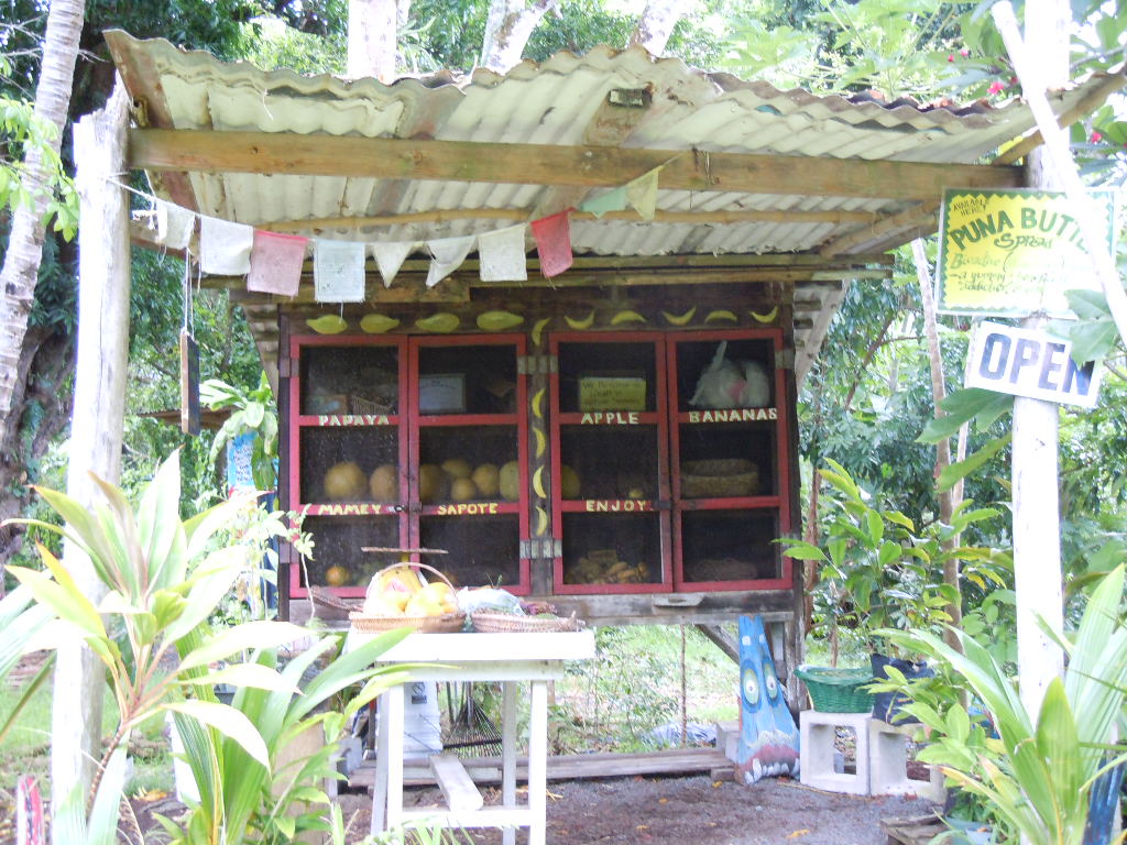 ハワイ島のプナ地区_b0034072_1322213.jpg