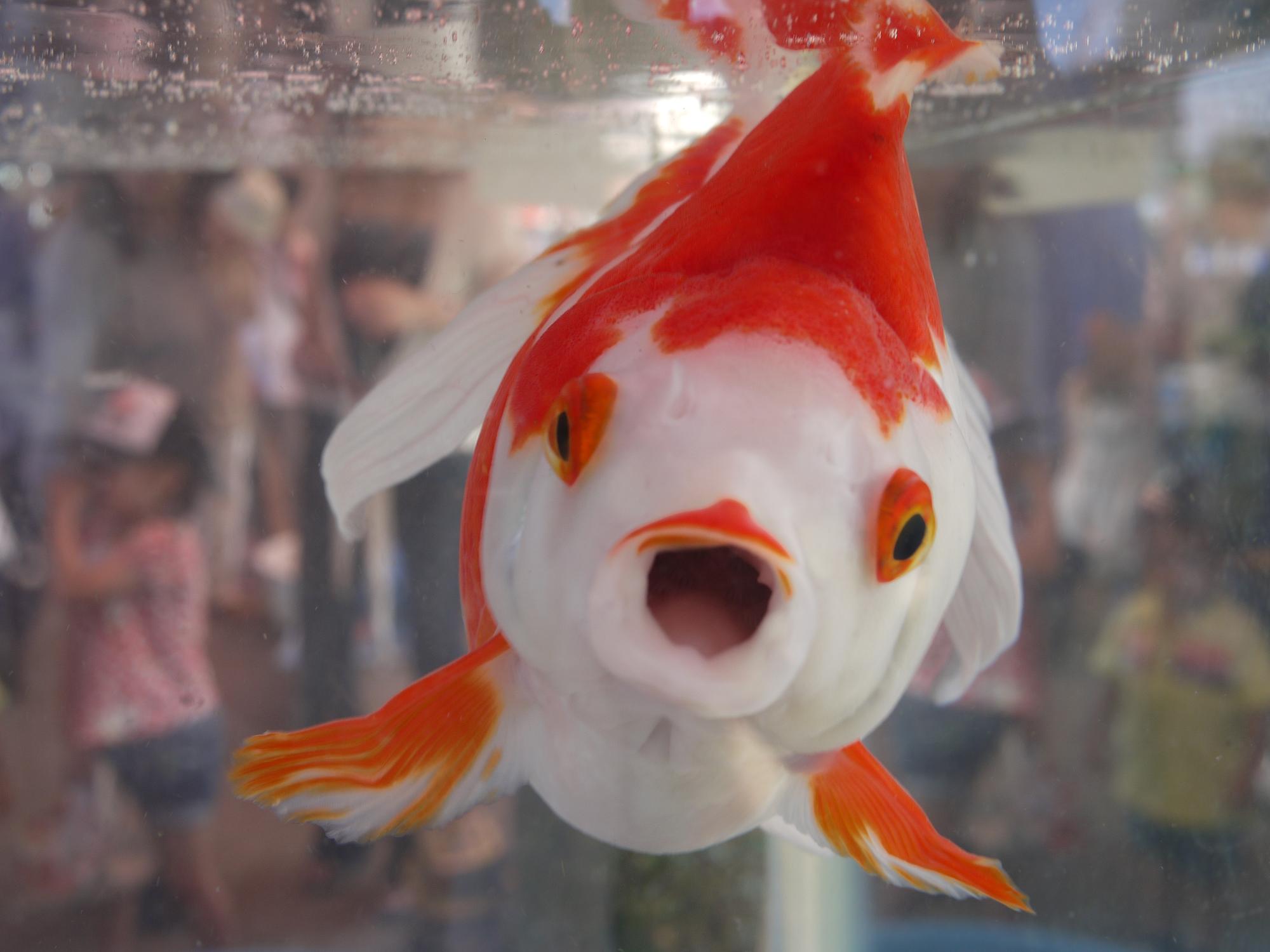 江戸川区金魚まつり 笑美の独り言