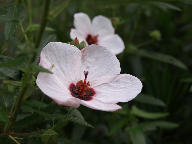 高砂芙蓉 タカサゴフヨウ の花 自然風の自然風だより