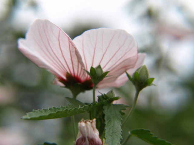 『高砂芙蓉（タカサゴフヨウ）の花』_d0054276_2012639.jpg