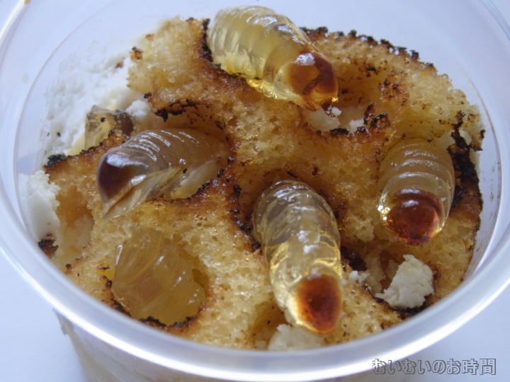むいむいを美味しくいただく 3 蜂の子再び むいむいのお時間 むいむいを美味しくいただく 3 蜂の子再び むいむいのお時間
