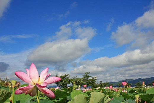 高松城跡公園_e0190885_17131827.jpg