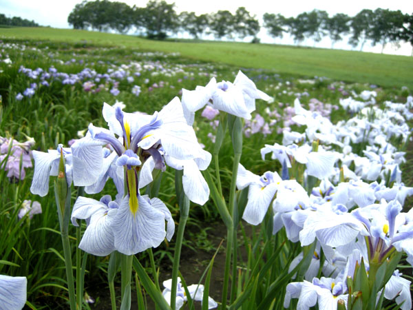 花菖蒲園_c0118486_17471388.jpg