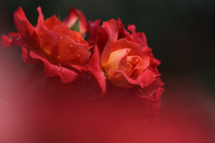 10.07.04：高遠・しんわの丘ローズガーデンの薔薇３－完_c0007190_19382136.jpg