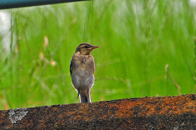 幼鳥もいろいろ_b0175397_18135458.jpg