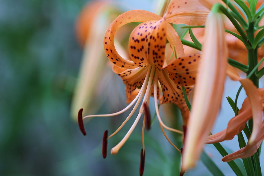 冷蔵庫の中から 百合根の花 そよ風のつぶやき 冷蔵庫の中から 百合根の花 そよ風のつぶやき