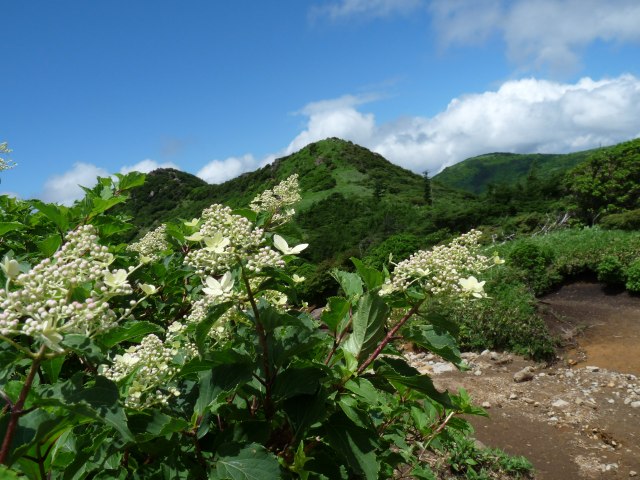 九重と花ウオッチング_b0025101_2585296.jpg