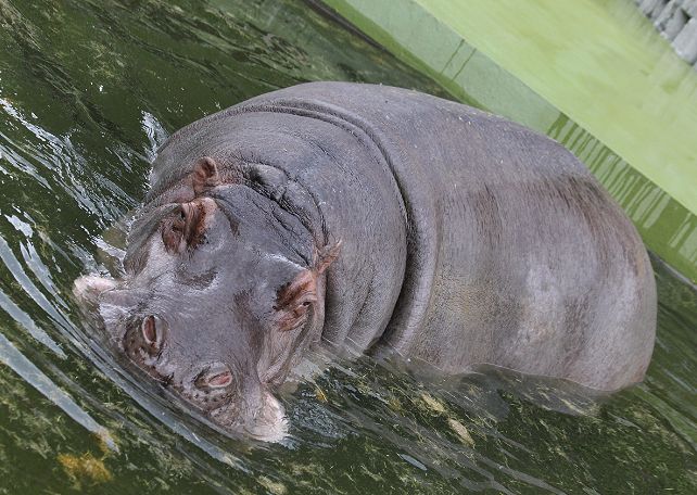 ドンくん ザンちゃんおめでとう 気まぐれzoo ドンくん ザンちゃんおめでとう 気まぐれzoo