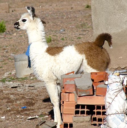 リャマ リャーマ ラマ という動物 知ってますか ゆきの地球めぐり旅 エキサイト版 旧ブログ04年10月 13年9月