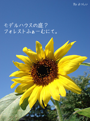 e0100618_10492742.jpg