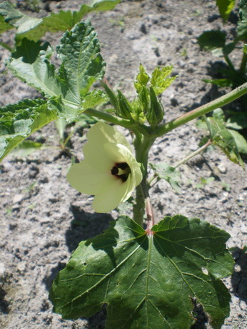 c0124619_23235654.jpg