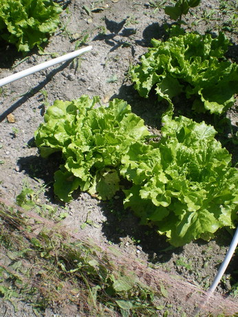 c0124619_2330271.jpg