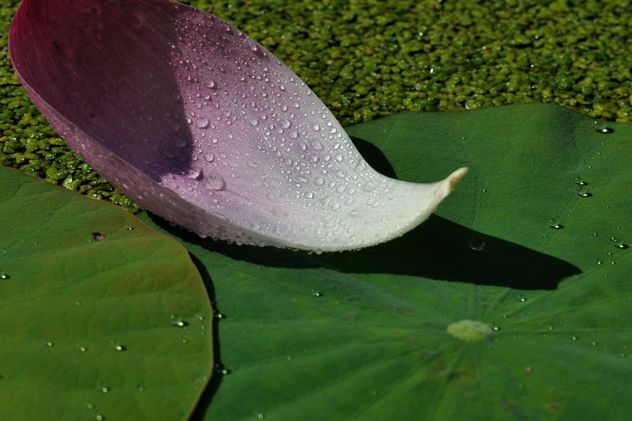 東大緑地植物実験所観蓮会－その３_b0070020_10151265.jpg