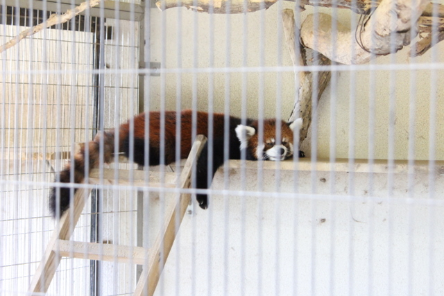 西山動物園のレッサー_f0221023_2328585.jpg