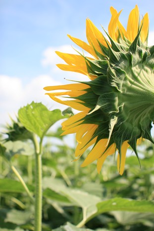 Sunflower_f0178427_2129243.jpg