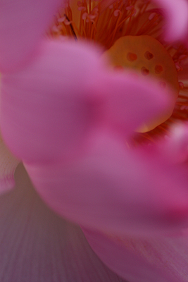 20100710.jpg