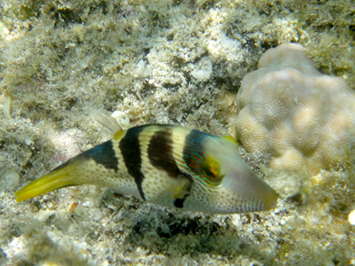 新城海岸の海の仲間たち　その４_b0041831_1194378.jpg