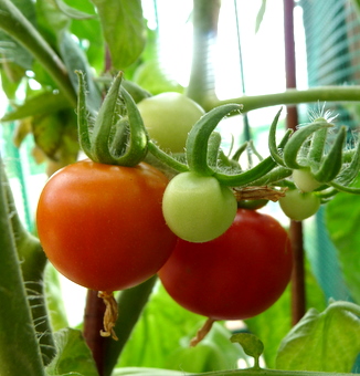 Mr. Jazz\'s Tomato Pie _c0201334_1638516.jpg