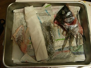 黒鯛が特に不味い季節 みなっちの独り言