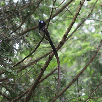 クロツグミ・サンコウチョウ_a0157046_18353951.jpg