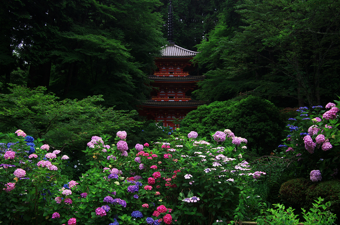 岩船寺紫陽花（その１）_f0155048_0424182.jpg