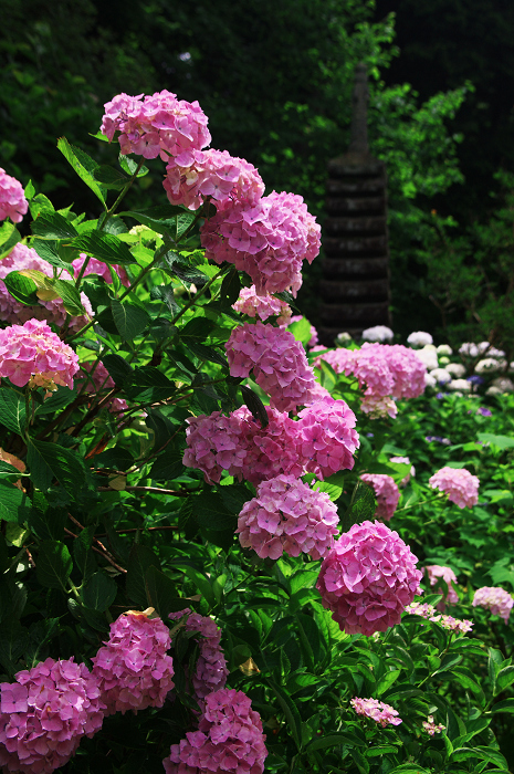 岩船寺紫陽花（その１）_f0155048_0431393.jpg