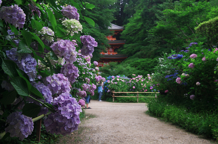 岩船寺紫陽花（その１）_f0155048_043312.jpg