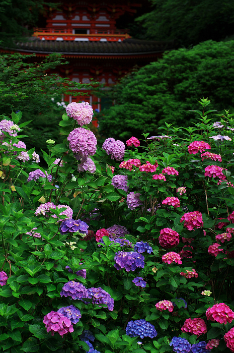 岩船寺紫陽花（その１）_f0155048_0434939.jpg