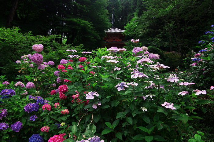 岩船寺紫陽花（その１）_f0155048_0441239.jpg