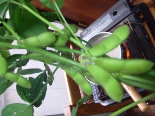 d0150949_1832544.jpg