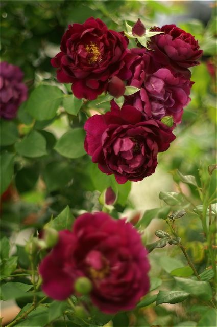 そして最後に Under The Rose Under The Rose そして最後に Under The Rose Under The Rose