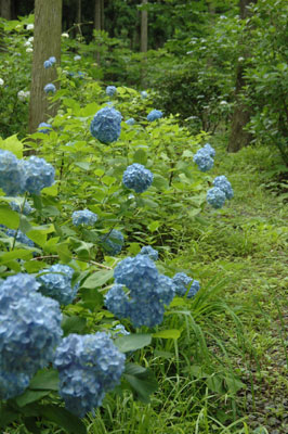 c0050264_20495780.jpg