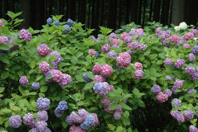 c0050264_2050259.jpg