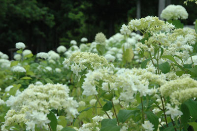 c0050264_2101717.jpg