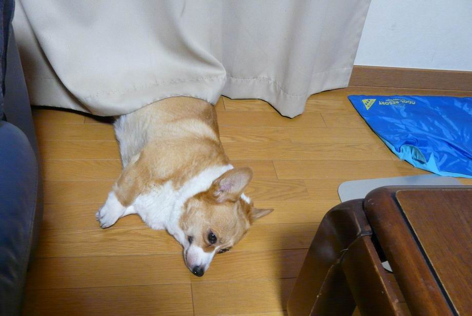 ひんやり犬　その３_b0028270_1365563.jpg