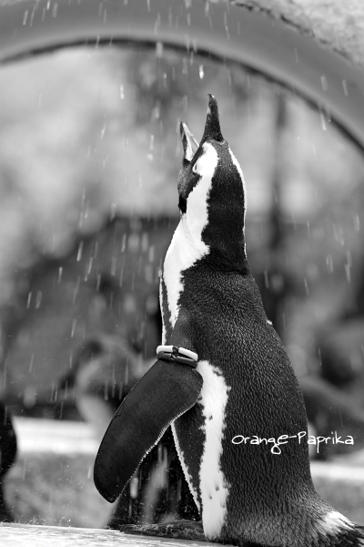 雨乞いペンギン_c0173670_1547561.jpg